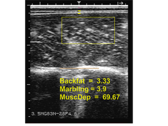 Ultrasound image using Cattle Performance Enhancement Company software / Notice Backfat, Marbling, and Muscle Depth Measurements