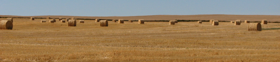 windy ridge ultrasound, cattle ultrasound, cup ultrasound, cpec ultrasound, cattle management, genetic evaluation, feedlot management software, purebreed and seedstock ultrasound